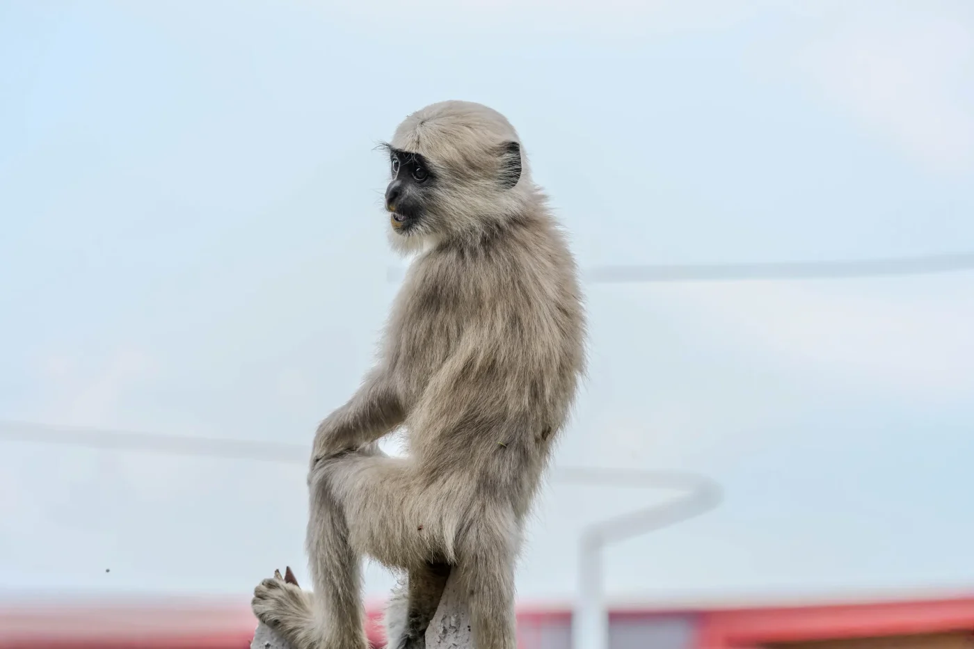 Adorable Animals: Jimothy and Punch the Monkey